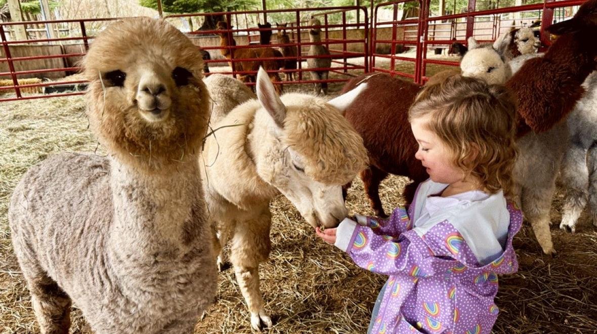 🦙 비바 알파카 목장(비바 아루파카 보쿠조) 이미지 6